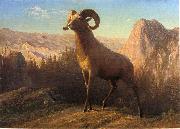Albert Bierstadt A Rocky Mountain Sheep, Ovis, Montana oil painting artist